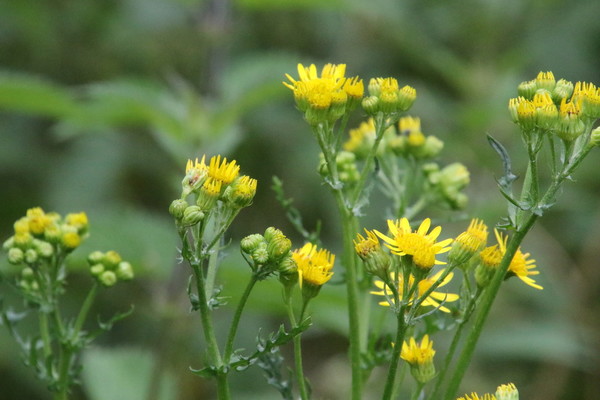 photo of Common Ragwort