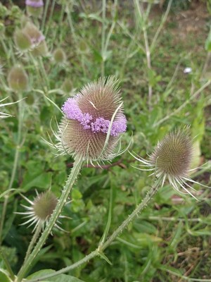 photo of Teasel