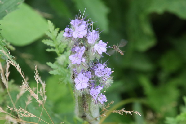 photo of Phacelia