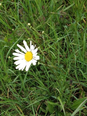 photo of Oxeye Daisy