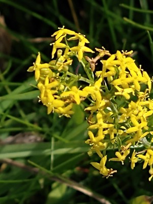 photo of Lady's Bedstraw