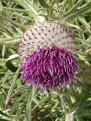 photo of Woolly Thistle
