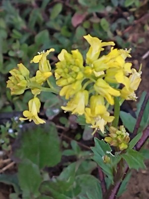 photo of Common Winter Cress
