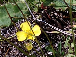 photo of Creeping Cinquefoil