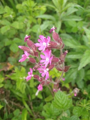 photo of Red Campion
