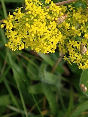 photo of Lady's Bedstraw