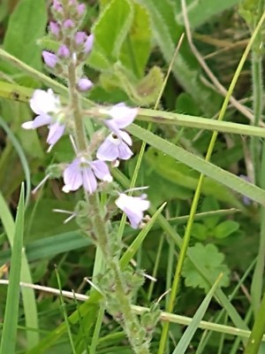 photo of Heath Speedwell