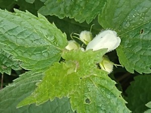 photo of White Dead Nettle