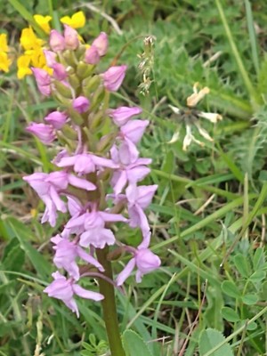 photo of Chalk Fragrant Orchid