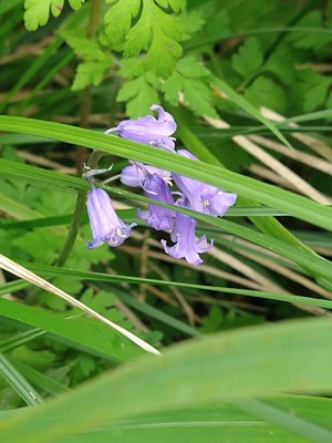 photo of Bluebell