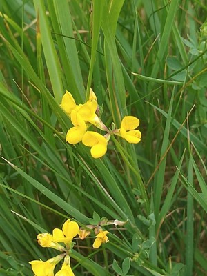 photo of Bird's Foot Trefoil