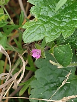 photo of Cut Leaved Crane's Bill