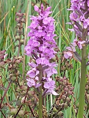 photo of Southern Marsh Orchid