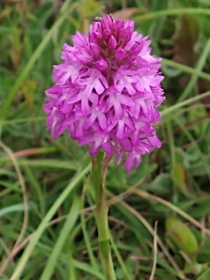 photo of Pyramidal Orchid