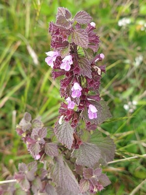 photo of Black Horehound