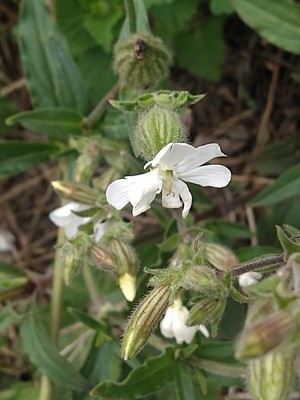 photo of White Campion