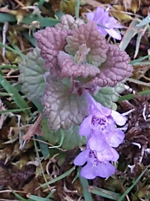 photo of Ground Ivy
