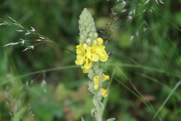 photo of Great Mullein