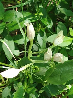 photo of White Helleborine