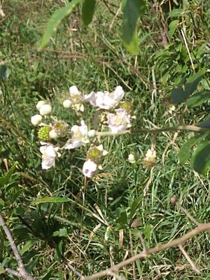 photo of Elm Leaved Bramble