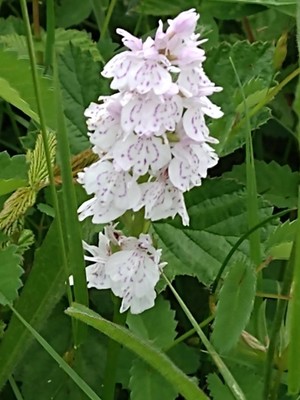 photo of Heath Spotted Orchid