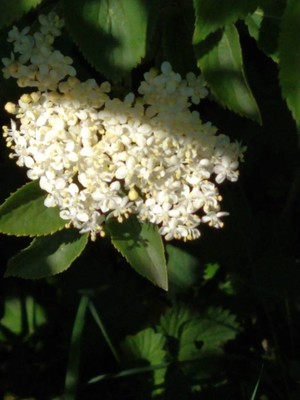 photo of Wayfaring Tree