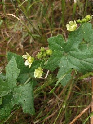 photo of White Bryony