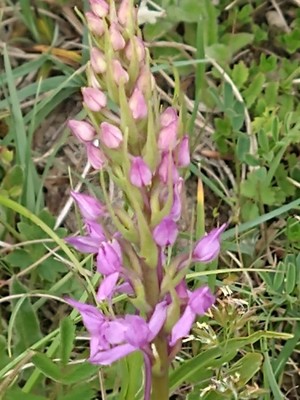 photo of Chalk Fragrant Orchid