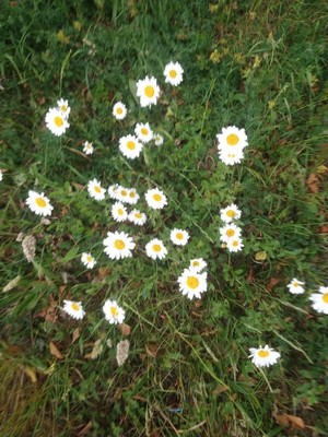 photo of Oxeye Daisy