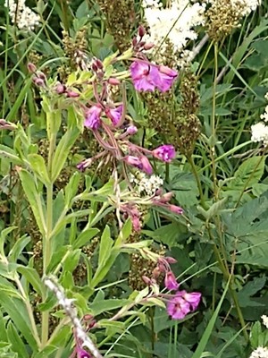 photo of Great Willowherb