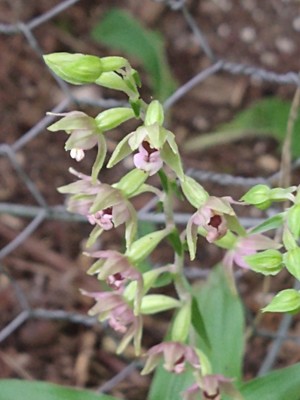 photo of Broad Leaved Helleborine