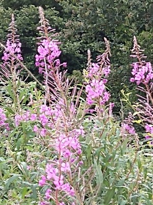 photo of Rosebay Willowherb