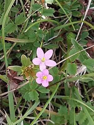 photo of Seaside Centaury