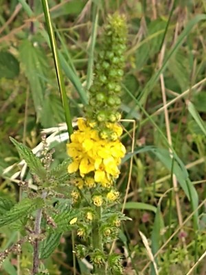 photo of Agrimony