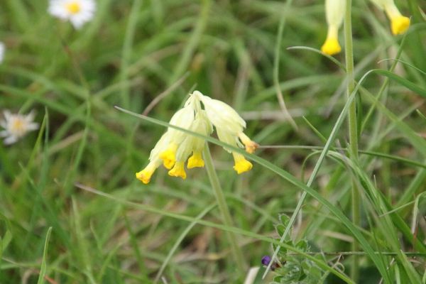 photo of Cowslip