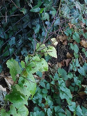 photo of Garlic Mustard