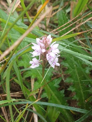 photo of Common Spotted Orchid