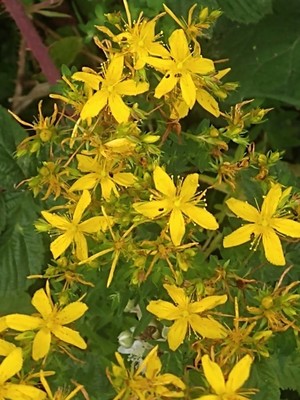 photo of Perforate St. John's Wort