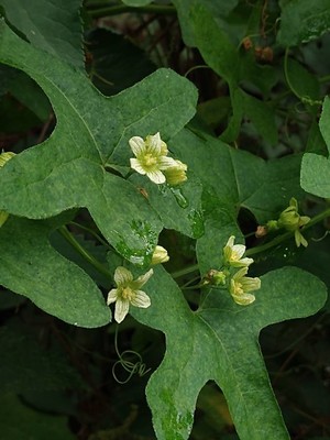 photo of White Bryony