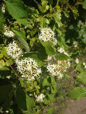 photo of Dogwood