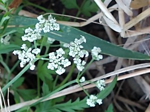 photo of Spreading Hedge Parsley