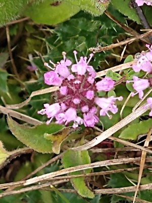 photo of Wild Thyme