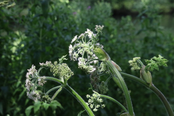 photo of Hogweed