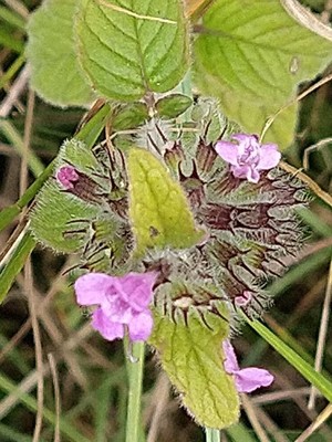 photo of Wild Basil