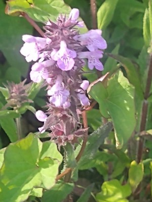 photo of Marsh Woundwort