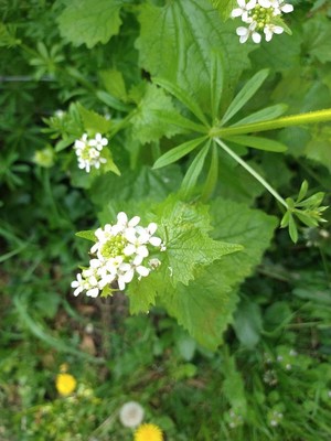 photo of Garlic Mustard