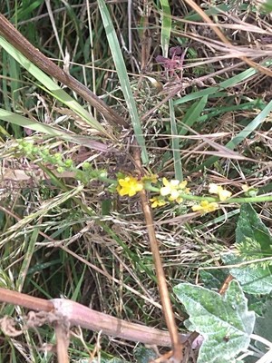 photo of Agrimony