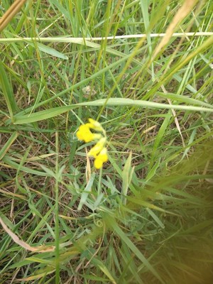 photo of Meadow Vetchling