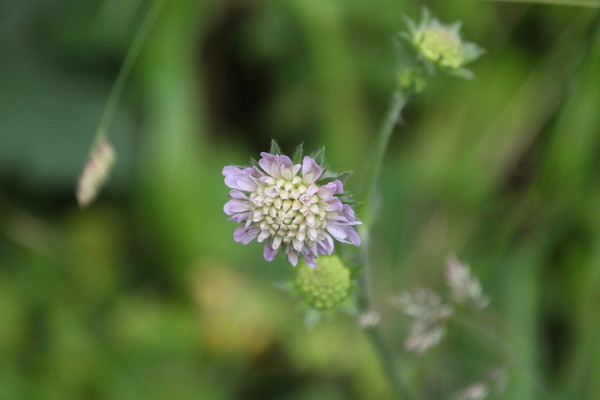photo of Field Scabious