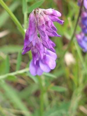 photo of Fodder Vetch
